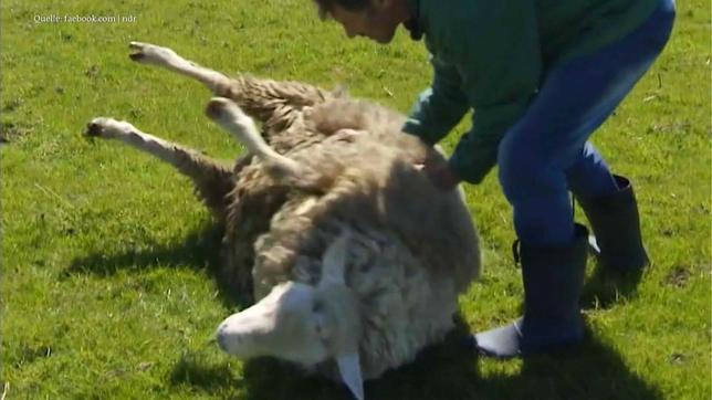 Schafe schubsen erlaubt